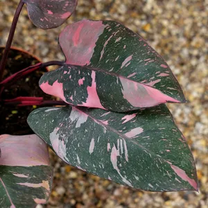 Philodendron 'Pink Princess Marble'
